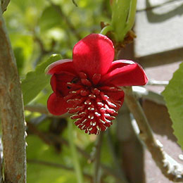 Schisandra con flores rojas
